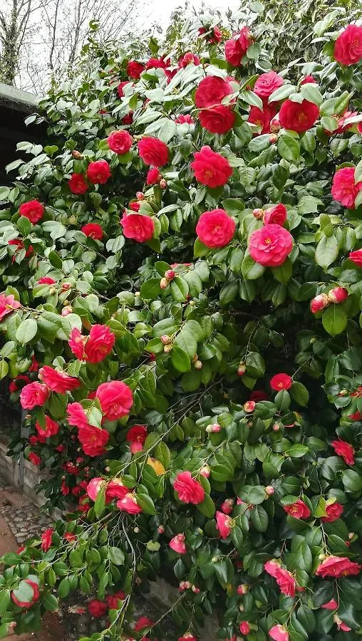 Bed & Breakfast A Casa Giuli B&B Rimini Italy